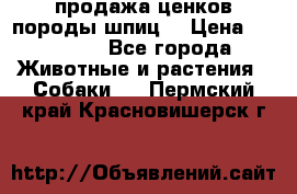 продажа ценков породы шпиц  › Цена ­ 35 000 - Все города Животные и растения » Собаки   . Пермский край,Красновишерск г.